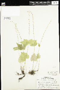 Mitella diphylla image