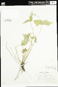 Mitella diphylla image