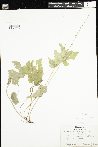 Mitella diphylla image
