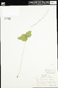 Mitella diphylla image