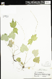 Mitella diphylla image