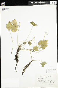 Mitella diphylla image