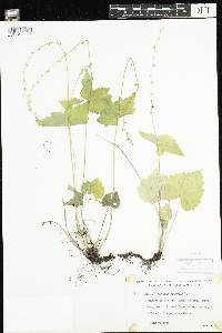 Mitella diphylla image