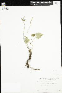 Mitella diphylla image