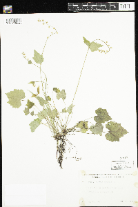 Mitella diphylla image