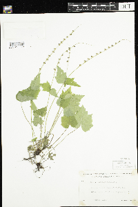 Mitella diphylla image
