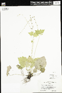 Mitella diphylla image