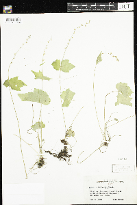 Mitella diphylla image