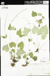Mitella diphylla image