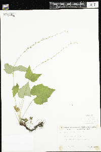 Mitella diphylla image