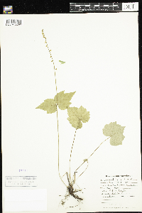 Mitella diphylla image