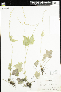 Mitella diphylla image