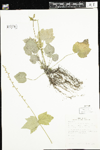 Mitella diphylla image