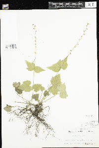 Mitella diphylla image