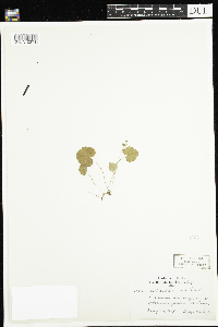 thumbnail image of current specimen