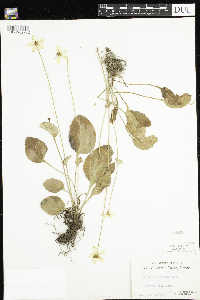 Parnassia glauca image