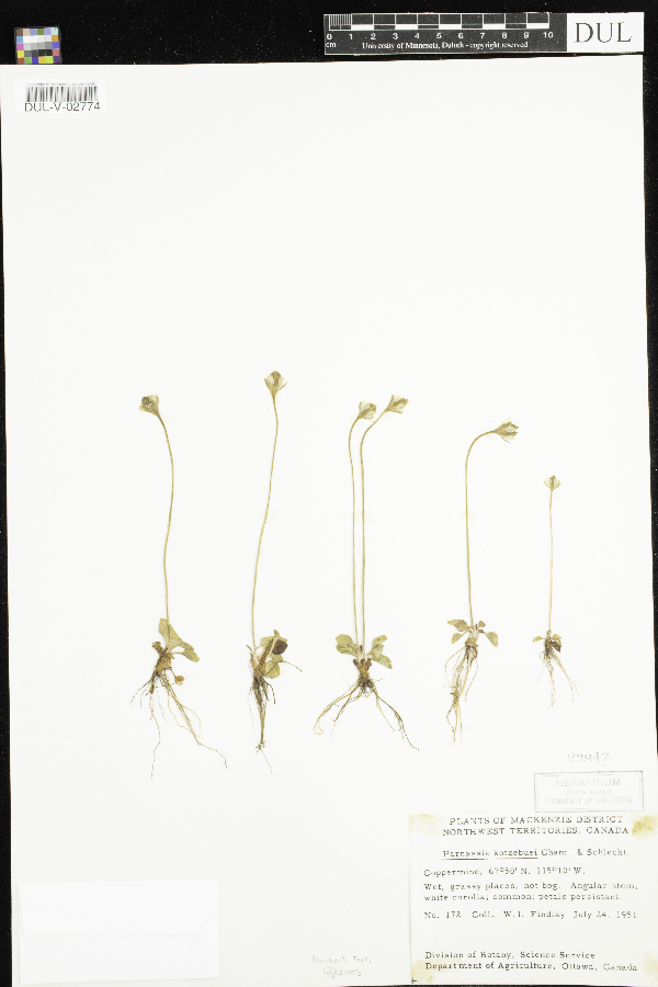 Celastraceae image