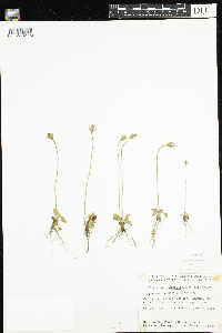 Parnassia kotzebuei image