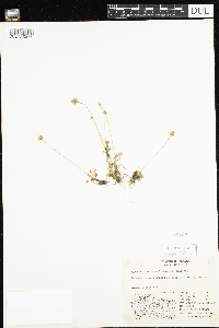 Parnassia kotzebuei image