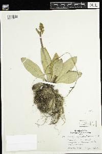 Micranthes pensylvanica image