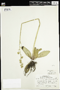 Micranthes pensylvanica image