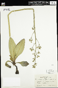 Micranthes pensylvanica image