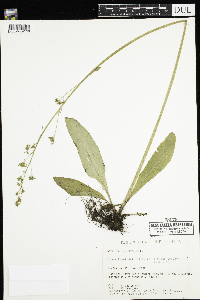 Micranthes pensylvanica image