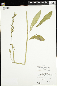 Micranthes pensylvanica image