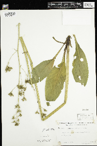 Micranthes pensylvanica image