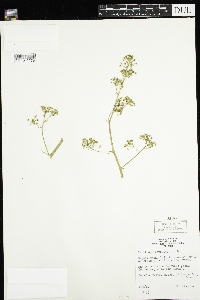 Micranthes pensylvanica image