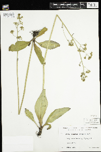 Micranthes pensylvanica image
