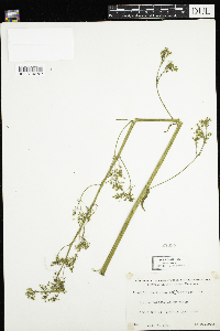 Micranthes pensylvanica image