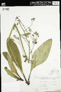 Micranthes pensylvanica image