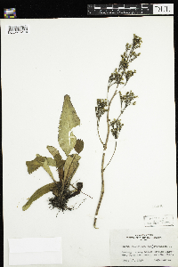 Micranthes pensylvanica image