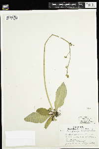 Micranthes pensylvanica image