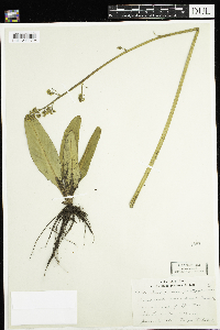 Micranthes pensylvanica image