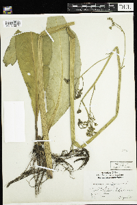 Micranthes pensylvanica image