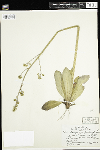 Micranthes pensylvanica image