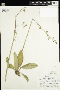 Micranthes pensylvanica image
