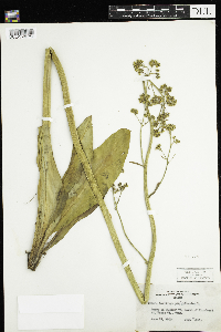 Micranthes pensylvanica image