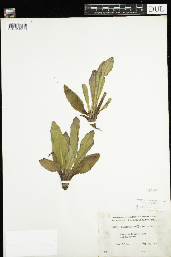 Micranthes pensylvanica image