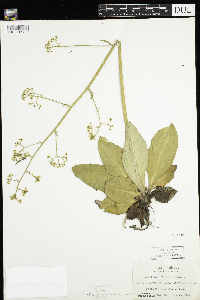 Media resource of Micranthes pensylvanica
