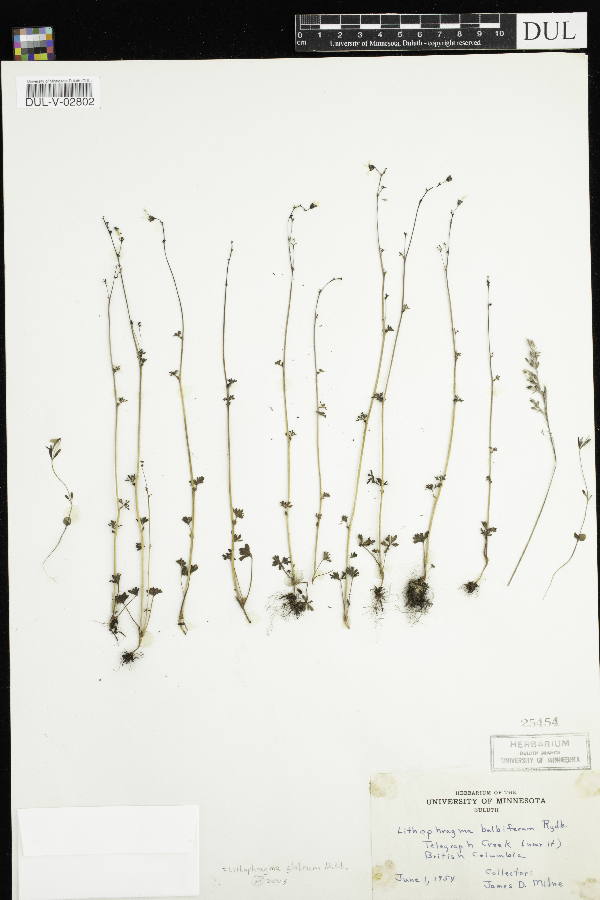 Lithophragma glabrum image