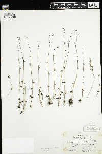 Image of Lithophragma glabrum