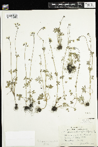 Lithophragma glabrum image