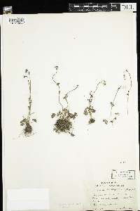 Lithophragma glabrum image
