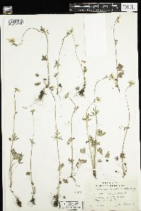 Image of Lithophragma tenellum