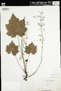 Image of Heuchera villosa