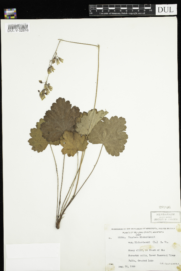 Heuchera richardsonii var. richardsonii image