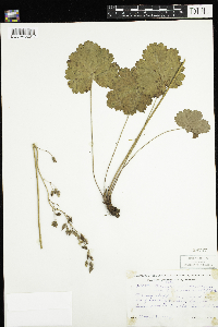 Heuchera richardsonii var. richardsonii image